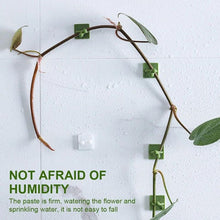 money plant wall support Multipurpose Adhesive Vine Wale Money Plant Wall Fixing Twist Support –  Jayesh Variety