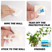 how to stick money plant on wall Multipurpose Adhesive Vine Wale Money Plant Wall Fixing Twist Support –  Jayesh Variety